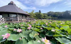 千葉公園蓮池
