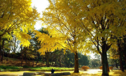 千葉公園の銀杏