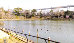 千葉公園綿打池